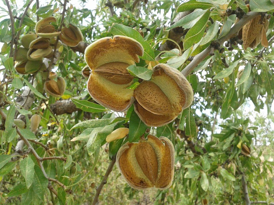 Vakantiehuis Alpujarras