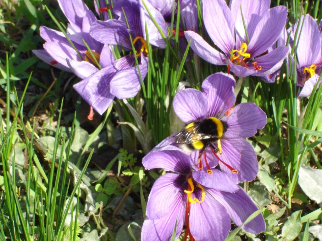 een lekkernij voor de hommel